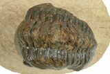 Detailed Reedops Trilobite - Atchana, Morocco #271914-2